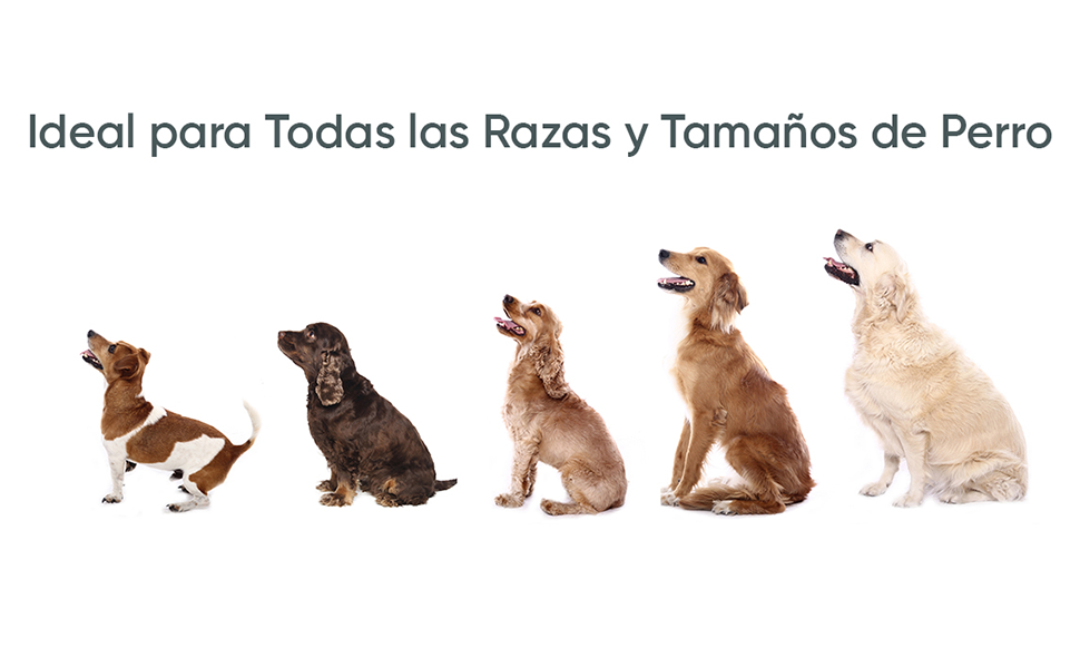 Probióticos naturales para todos los perros