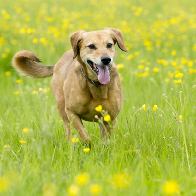 pueden los perros contraer gusanos de la carne cruda