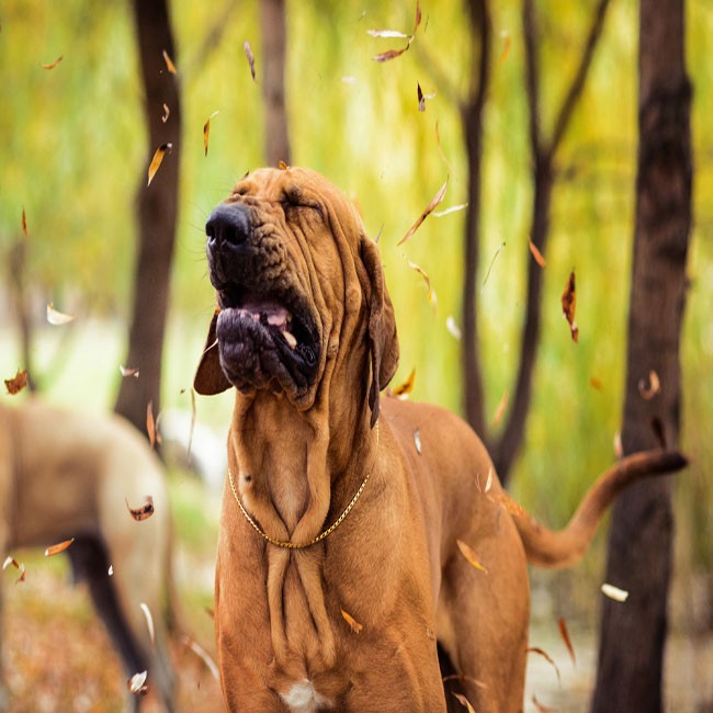 se puede desarrollar alergia a los perros