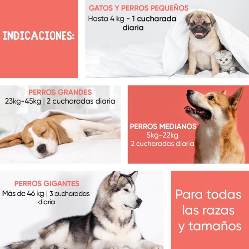 a las pulgas les gustan los perros de color claro