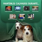 Calmante para perros en diferentes situaciones